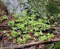 Galium_rotundifolium_a209