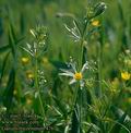 Galium_tricornutum_4767