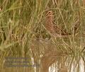 Gallinago_gallinago_k3990