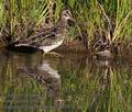 Gallinago_nigripennis_pa2137779