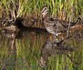 Gallinago_nigripennis_pa2137783