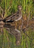 Gallinago_nigripennis_pa2137786