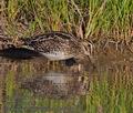 Gallinago_nigripennis_pa2137790