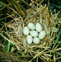 Gallinula_chloropus_2322