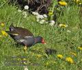 Gallinula_chloropus_rb4946