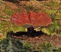 Ganoderma_carnosum_bo6672