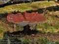 Ganoderma_carnosum_bo6675