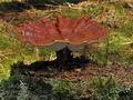 Ganoderma_carnosum_bo6677