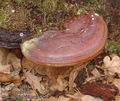 Ganoderma_lucidum_a8132