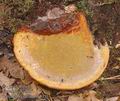 Ganoderma_lucidum_a8133