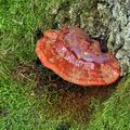 Ganoderma_lucidum_bm2087