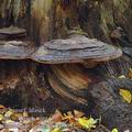 Ganoderma_pfeifferi_aj1634