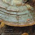 Ganoderma_pfeifferi_aj1636