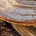 Ganoderma_pfeifferi_aj1643