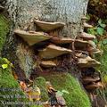 Ganoderma_pfeifferi_aj1658