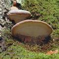 Ganoderma_pfeifferi_aj1663