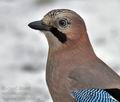 Garrulus_glandarius_ca7155