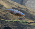 Gasterosteus_aculeatus_pe8786