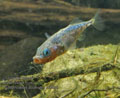 Gasterosteus_aculeatus_pe8812