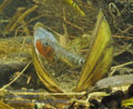 Gasterosteus_aculeatus_pe8880