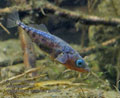 Gasterosteus_aculeatus_pe8950