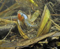 Gasterosteus_aculeatus_pe8961