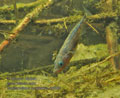 Gasterosteus_aculeatus_rb8562
