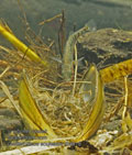 Gasterosteus_aculeatus_rb8918