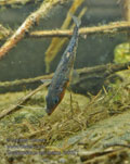 Gasterosteus_aculeatus_rb9021