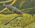Gasterosteus_aculeatus_rb9047