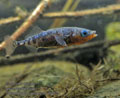 Gasterosteus_aculeatus_rb9106