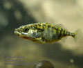 Gasterosteus_aculeatus_rb9223