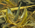 Gasterosteus_aculeatus_rb9241