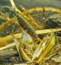Gasterosteus_aculeatus_rb9264