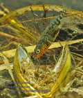 Gasterosteus_aculeatus_rb9282