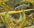 Gasterosteus_aculeatus_rb9293