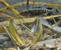 Gasterosteus_aculeatus_rb9407