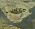 Gasterosteus_aculeatus_rb9429