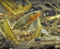 Gasterosteus_aculeatus_rb9538