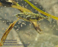 Gasterosteus_aculeatus_rb9793