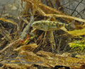 Gasterosteus_aculeatus_rc0085
