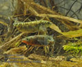 Gasterosteus_aculeatus_rc0095