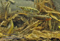 Gasterosteus_aculeatus_rc0128