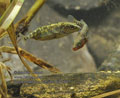 Gasterosteus_aculeatus_rc0198