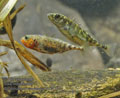 Gasterosteus_aculeatus_rc0256