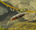 Gasterosteus_aculeatus_rc0382