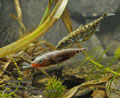 Gasterosteus_aculeatus_rc0396