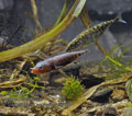 Gasterosteus_aculeatus_rc0399