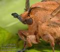 Gastropacha_quercifolia_a1019