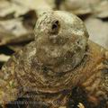 Geastrum_coronatum_bh8863